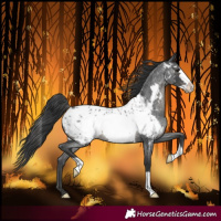 Horse Color:Blue Roan Frame Near Leopard Rabicano