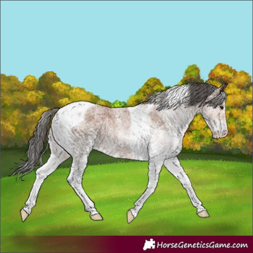 Horse Color:White Spotted Bay Tobiano 