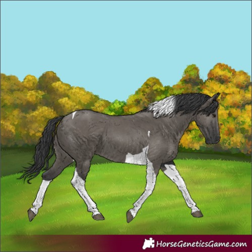 Horse Color:Grullo Tobiano 