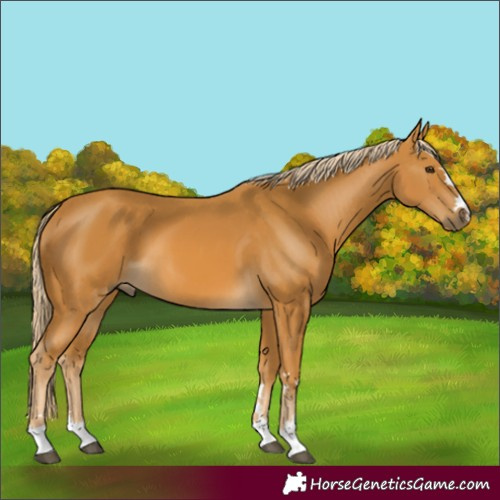Horse Color:Unknown 