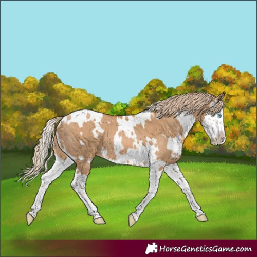 Horse Color:White Spotted Red Dun Splash 