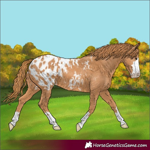 Horse Color:Unknown