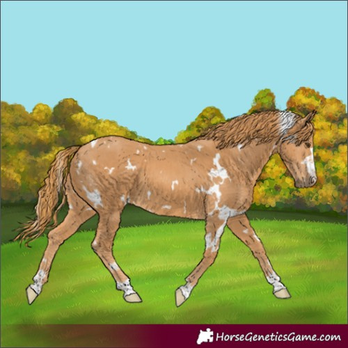 Horse Color:White Spotted Chestnut