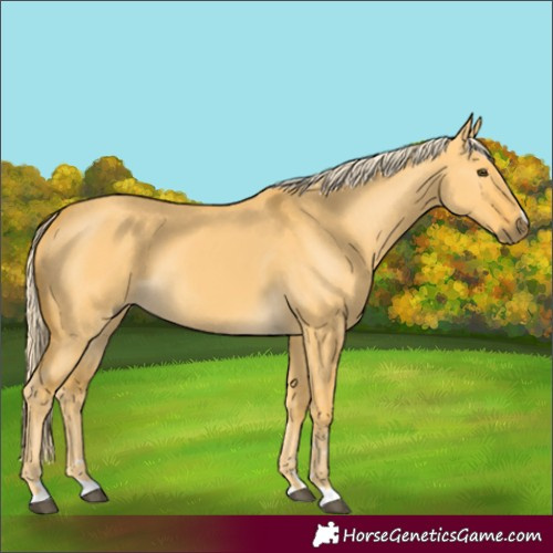 Horse Color:Unknown 