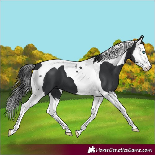 Horse Color:Black Splash Tobiano 