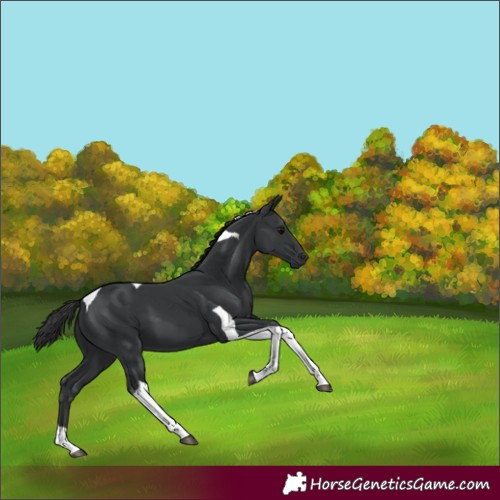 Horse Color:Black Tobiano 