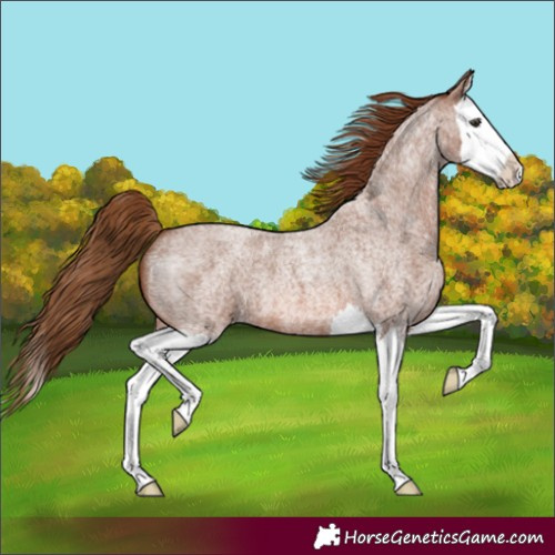 Horse Color:Red Roan Splash 