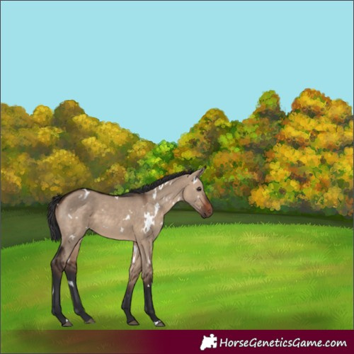 Horse Color:White Spotted Brown Dun 