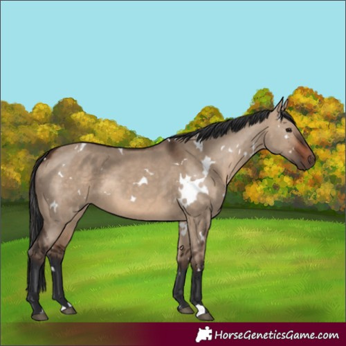 Horse Color:White Spotted Brown Dun