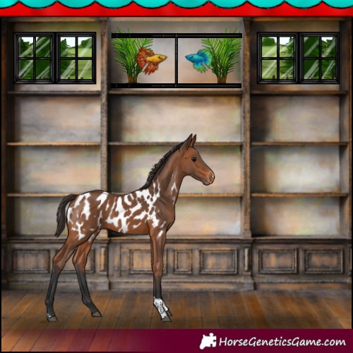 Horse Color:Bay Tobiano Appaloosa 