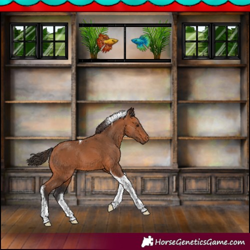 Horse Color:Bay Tobiano 