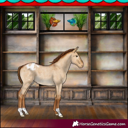 Horse Color:Gray Red Dun Roan Appaloosa