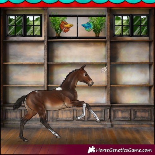 Horse Color:Gray Bay Tobiano 