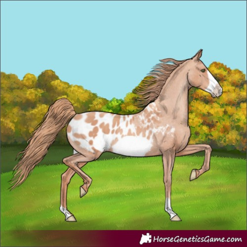 Horse Color:Gold Champagne Frame Appaloosa Rabicano 