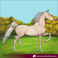 Horse Color:Palomino Pearl Rabicano