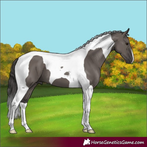 Horse Color:Smoky Grullo Tobiano 