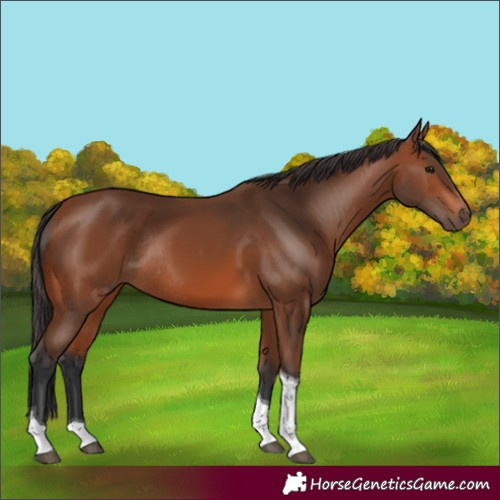 Horse Color:Bay Tobiano Rabicano 