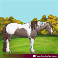 Horse Color:Gray Chocolate Grullo Tobiano Appaloosa 