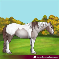 Horse Color:Gray Chocolate Grullo Tobiano Appaloosa