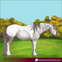 Horse Color:Gray Chocolate Grullo Tobiano Snowcap