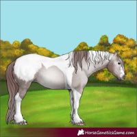 Horse Color:Gray Chocolate Grullo Tobiano Appaloosa 