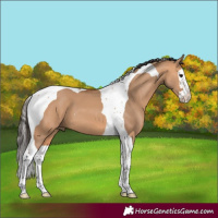 Horse Color:Bay Dun Splash Tobiano
