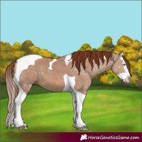 Horse Color:Red Dun Splash Tobiano 
