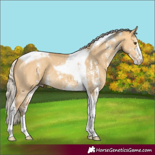 Horse Color:Silver Buckskin Dun Sabino Tobiano 