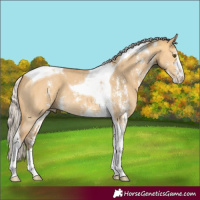 Horse Color:Silver Buckskin Dun Sabino Tobiano 