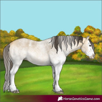 Horse Color:White Spotted Buckskin Dun Splash Rabicano 