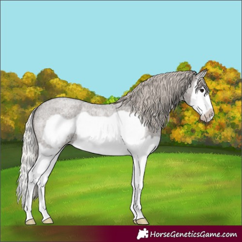 Horse Color:Silver Blue Roan Splash Frame 