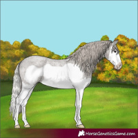 Horse Color:Silver Blue Roan Splash Frame