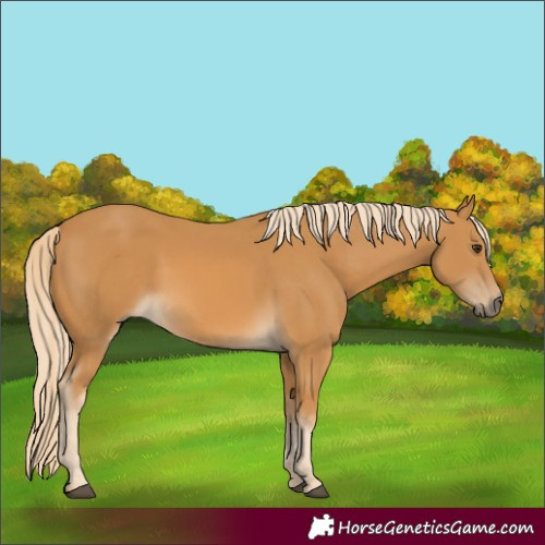 Horse Color:Palomino 
