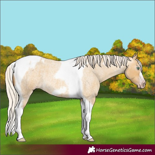 Horse Color:Gray Silver Amber Cream Champagne Roan Dun Splash Tobiano Frame Varnish Rabicano 