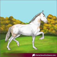 Horse Color:White Spotted Gold Cream Champagne Ice Splash Frame 