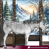 Horse Color:White Spotted Blue Roan Rabicano  and White Spotted Blue Roan Rabicano 