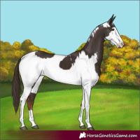 Horse Color:Liver Chestnut  and White Spotted Liver Chestnut 