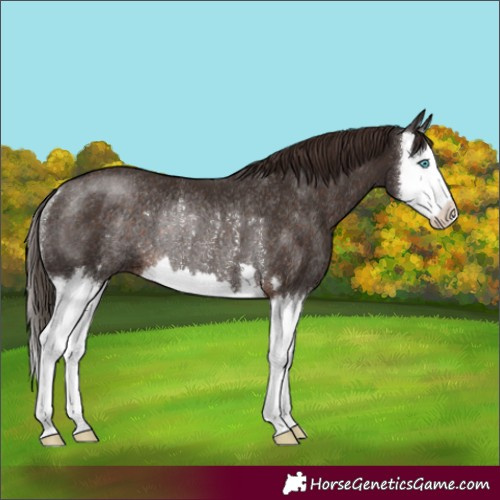 Horse Color:Liver Chestnut Splash Rabicano