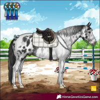 Horse Color:Gray Black Sabino Tobiano Appaloosa Rabicano 