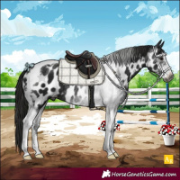 Horse Color:Gray Black Sabino Tobiano Appaloosa Rabicano 