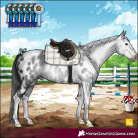 Horse Color:Gray Black Sabino Tobiano Appaloosa Rabicano