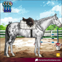 Horse Color:Gray Black Sabino Tobiano Appaloosa Rabicano