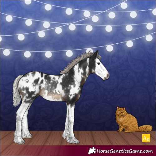 Horse Color:Gray White Spotted Silver Brown Splash Blanket Rabicano 
