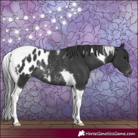 Horse Color:Black Tobiano Blanket Rabicano