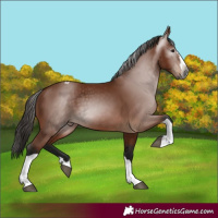 Horse Color:Gray Bay Splash Tobiano 