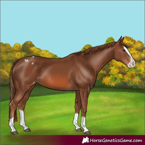 Horse Color:Chestnut Splash Appaloosa 
