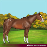 Horse Color:Chestnut Splash Appaloosa 
