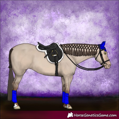 Horse Color:Amber Champagne Dun