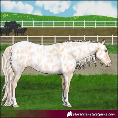 Horse Color:Palomino Pearl Dun Tobiano Appaloosa Rabicano
