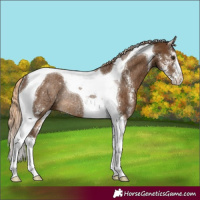 Horse Color:Chocolate Palomino Sabino Tobiano Rabicano